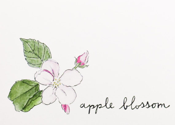 Appleblossomdetail