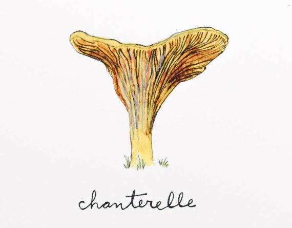 Chanterelledetail