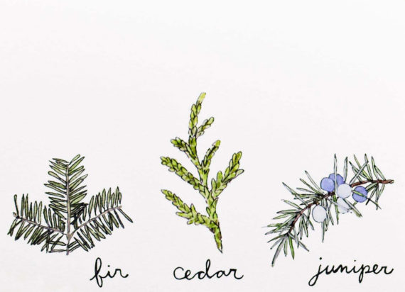 Fircedarjuniperdetail