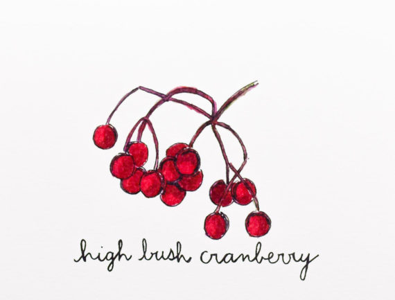 Highbushcranberrydetail