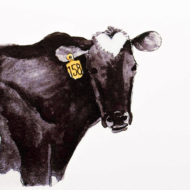 Holsteindetail