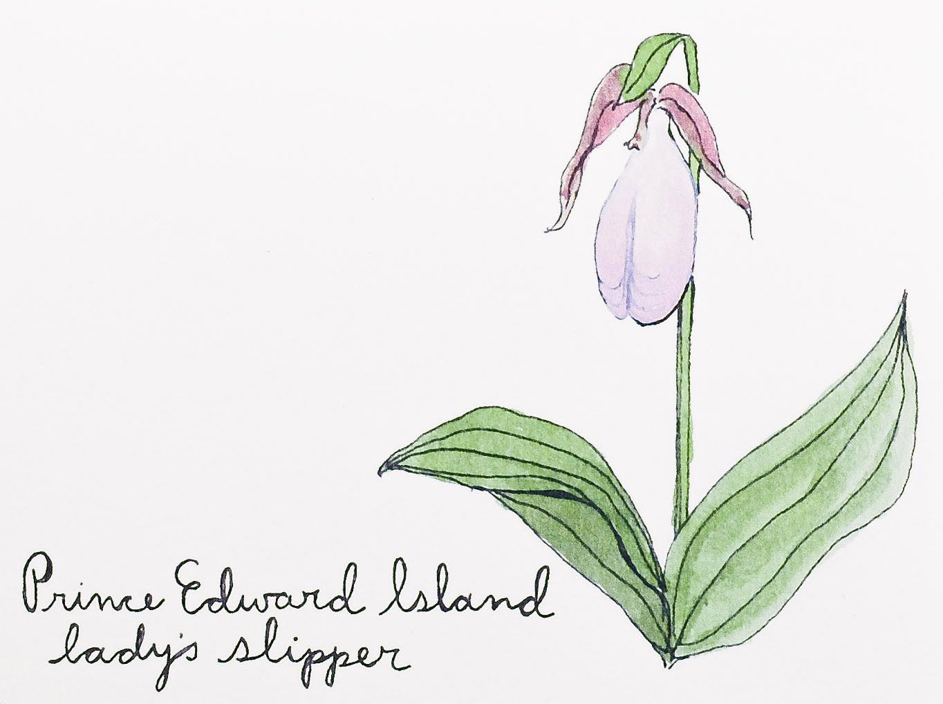 Prince Edward Island Lady's Slipper – Field Day