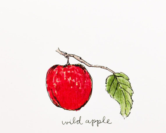 Wildappledetail