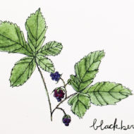 Wildblackberrydetail