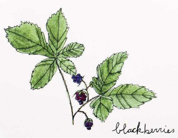 Wildblackberrydetail