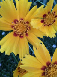 coreopsis