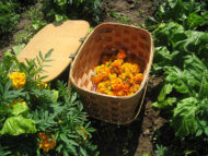 marigoldbasket