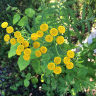 tansy